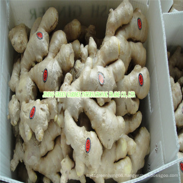 Chinese Fresh Ginger New Crop